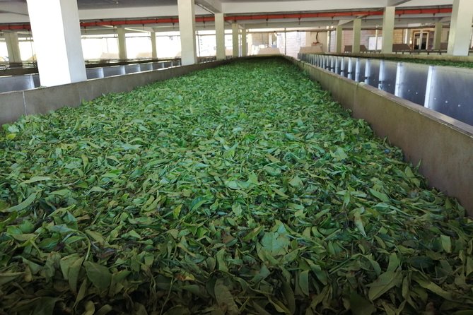 Tea Farm Experience at Riara Tea Farm And Factory Tour - Sweeping Views