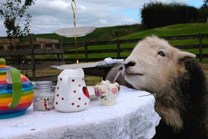 Tea with Naughty Sheep - Key Points