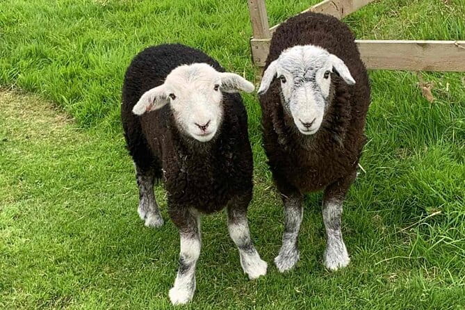 Tea with Naughty Sheep - Who Will Love This Tour?