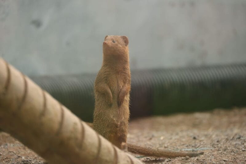 TELFORD: Hoo Zoo and Dinosaur World Entry Ticket - Key points / Takeaways