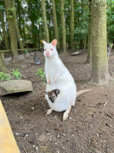 TELFORD: Hoo Zoo and Dinosaur World Entry Ticket - Practical Tips for Visiting Hoo Zoo and Dinosaur World