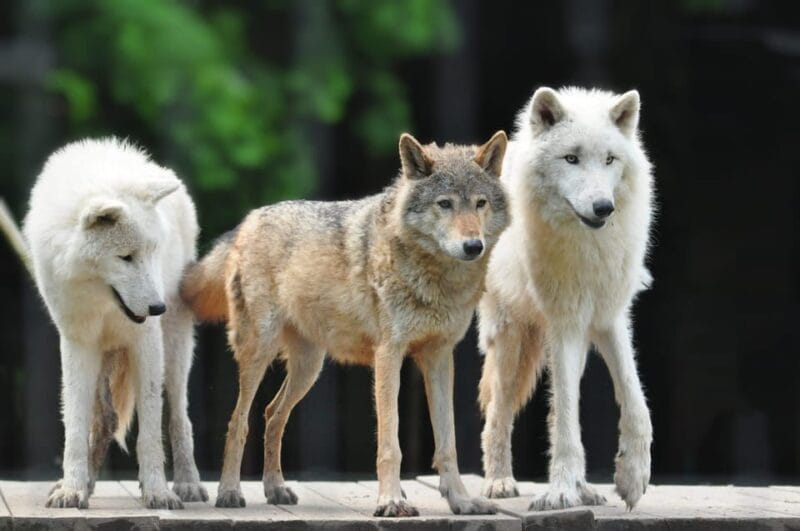 TELFORD: Hoo Zoo and Dinosaur World Entry Ticket - FAQ about Hoo Zoo and Dinosaur World