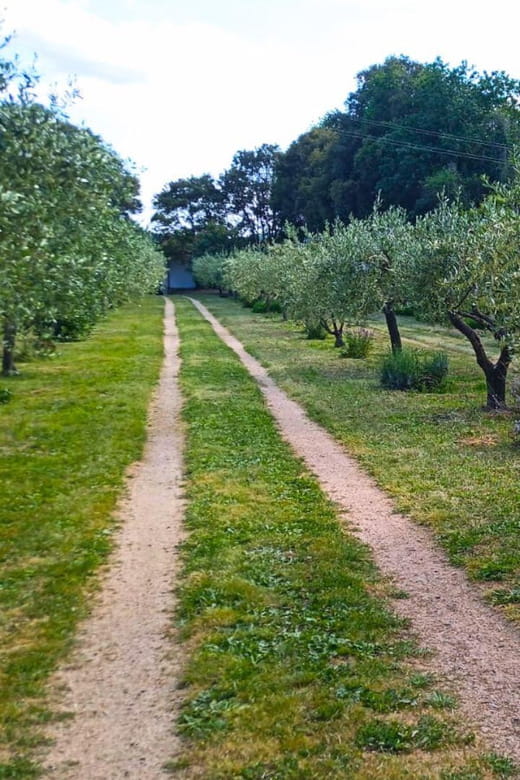 Tempio Pausania: Visit a Distillates Workshop with Tasting - Exploring the Distillery and Its Surroundings