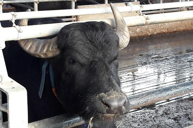 Temples and Buffalo Mozzarella: Paestum Day Trip from Naples - A Tasty Interlude: Buffalo Mozzarella at the Farm