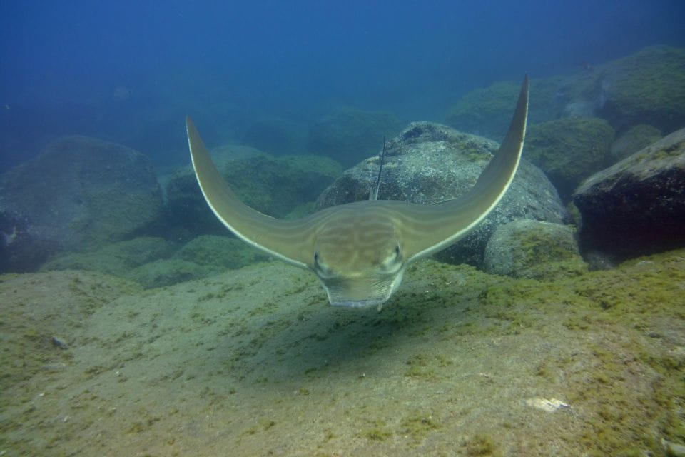 Tenerife: 2 Diving Sessions for Certified Divers - Things To Know