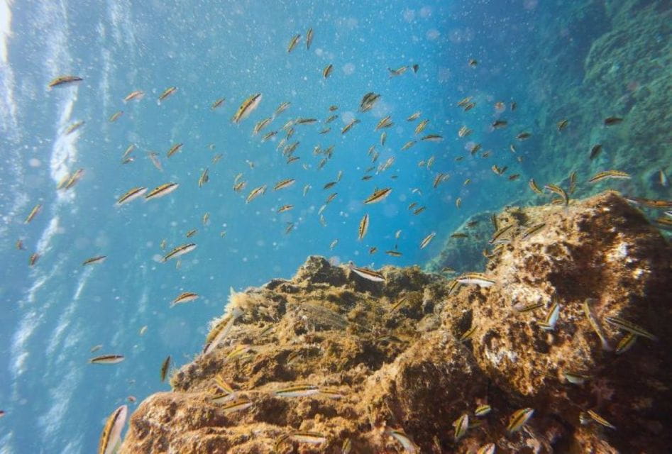 Tenerife: 3 Day/6 Dives Open Water Diver Course - Theoretical Part Preparation