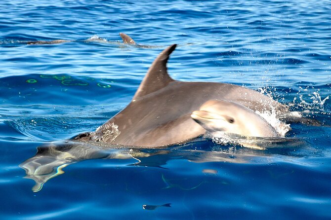 Tenerife 3-Hour Discover Whales and Dolphins - Snorkeling Equipment Provided