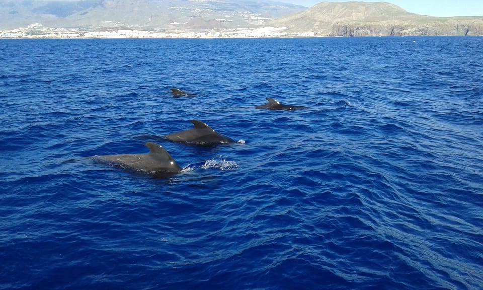 Tenerife: 5-Hour Whales and Dolphins Tour - Key Points