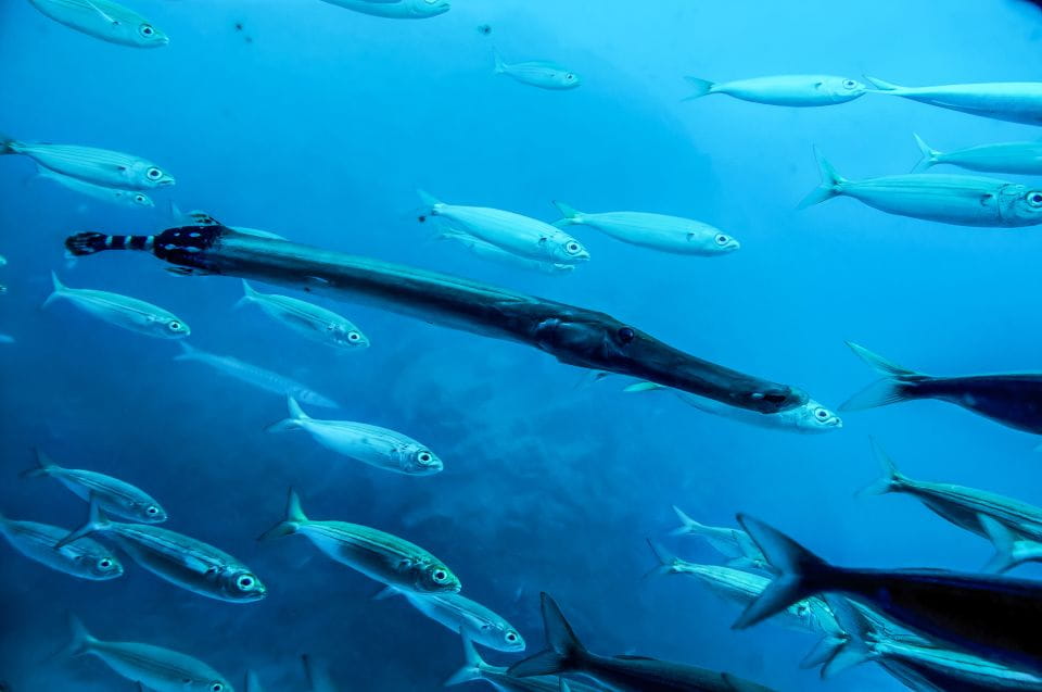 Tenerife: 50-Minute Submarine Dive - Audio Guide and Languages