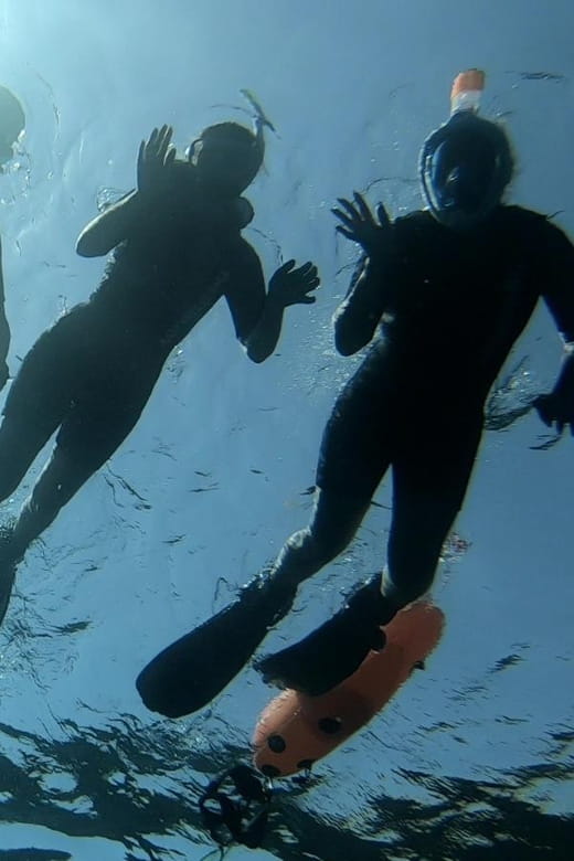 Tenerife: Alcalá Guided Snorkeling Tour - Who This Tour is Perfect For