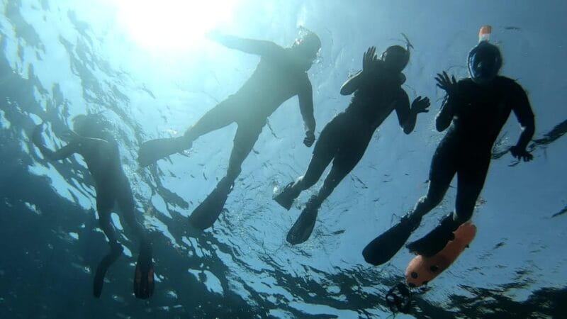 Tenerife: Alcalá Guided Snorkeling Tour - Why This Tour Stands Out