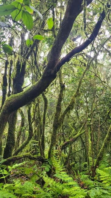 Tenerife Anaga Mountains: Circular hike in the laurel forest - Discovering Tenerife’s La Laural Forest: An In-Depth Review
