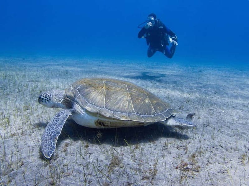 Tenerife: Beginner Scuba Diving Experience with Pickup - A Close Look at Tenerife’s Beginner Scuba Diving Experience
