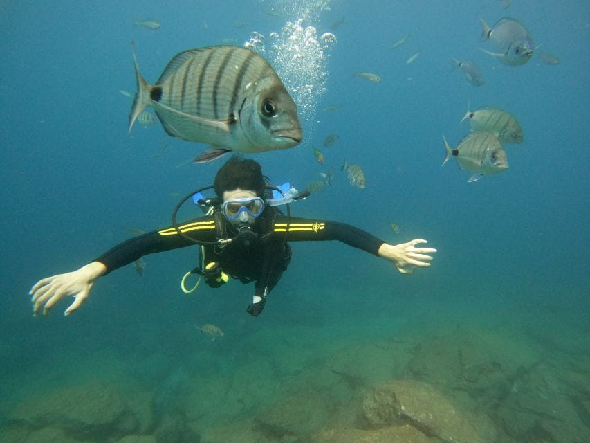 Tenerife: Beginners Scuba Dive in Puerto Colon Turtle Area - Key Points