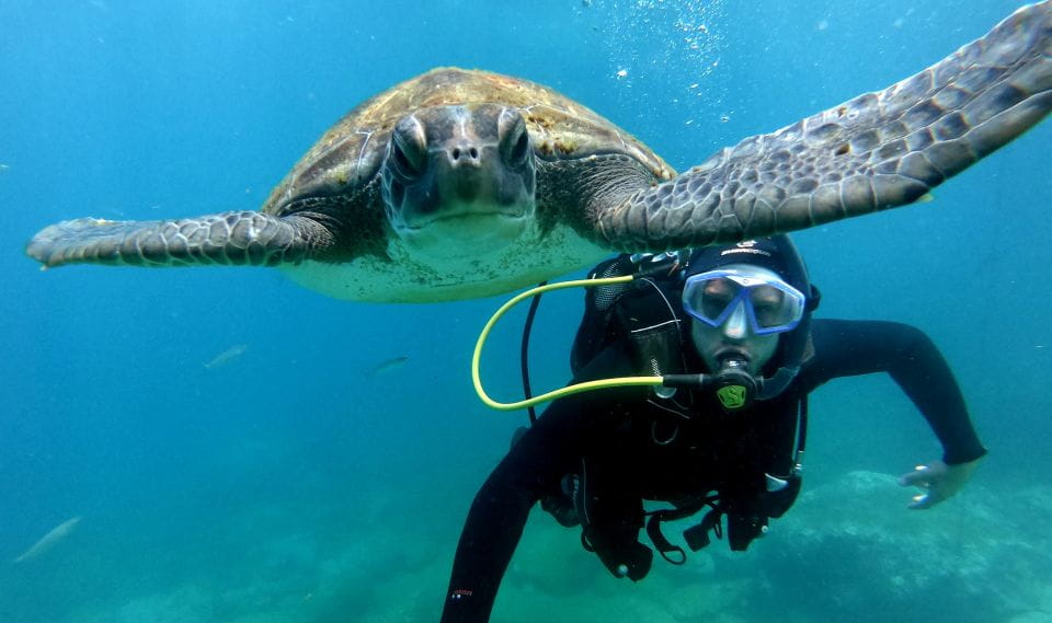 Tenerife: Beginners Scuba Dive in Puerto Colon Turtle Area - Scuba Diving Experience and Itinerary