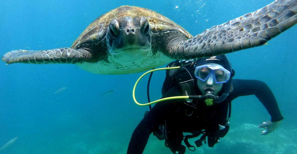 Tenerife: Beginners Scuba Dive in Puerto Colon Turtle Area - Inclusions and Provided Equipment