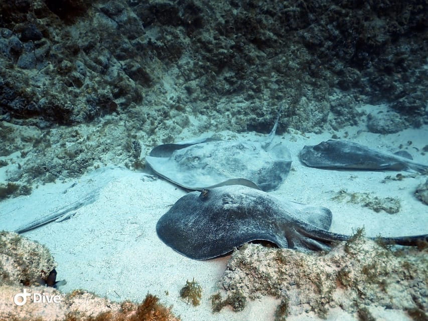 Tenerife: Beginners Scuba Dive in Puerto Colon Turtle Area - Participant Restrictions and Recommendations