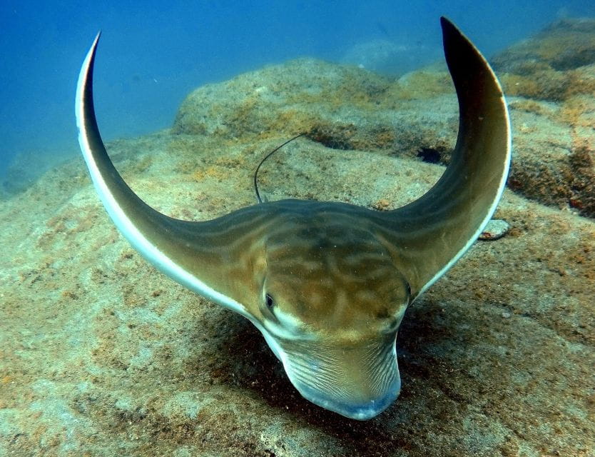 Tenerife: Beginners Scuba Dive in Puerto Colon Turtle Area - Safety Considerations