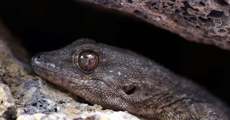 Tenerife : Camino Real hike - The Unique Charm of the Camino Real
