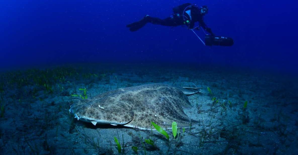 Tenerife: Diving With Underwater Scooter (DPV) - Key Points