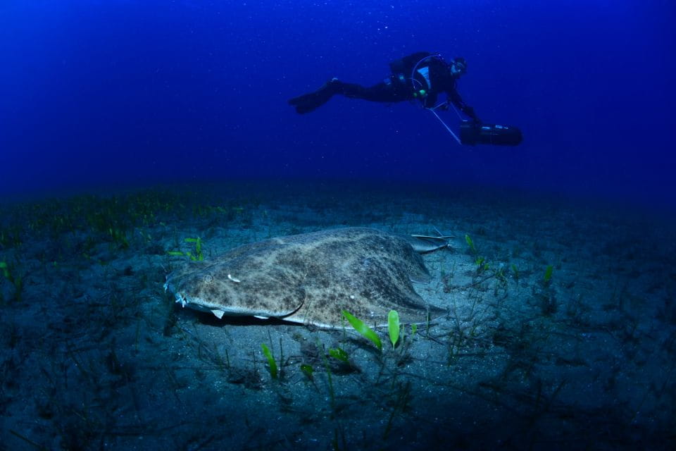 Tenerife: Diving With Underwater Scooter (DPV) - Equipment and Inclusions