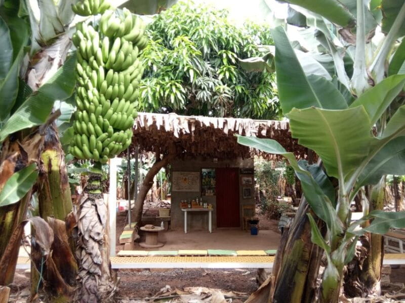 Tenerife: Finca Las Margaritas Banana Plantation Experience - Tenerife: Finca Las Margaritas Banana Plantation Experience