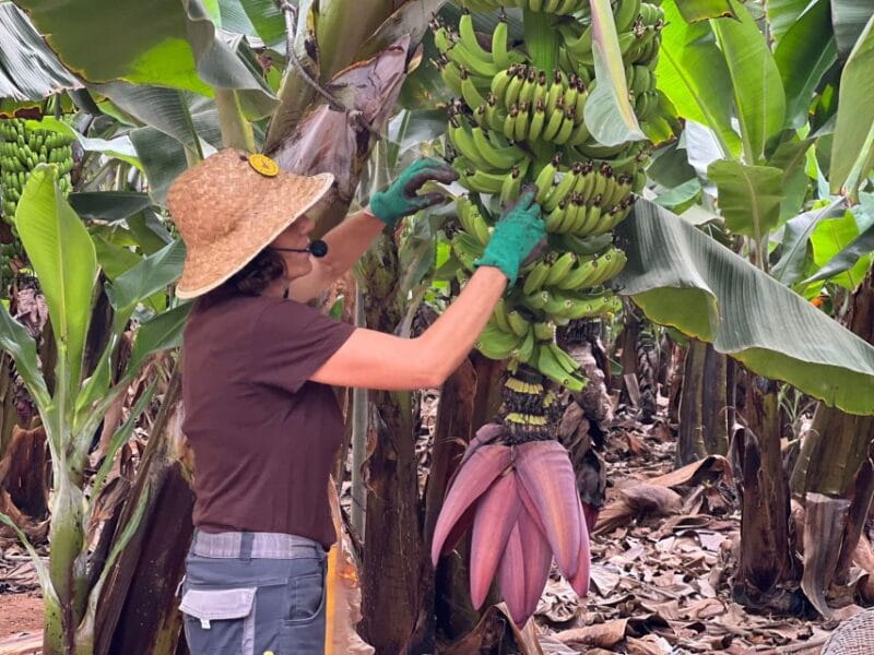Tenerife: Finca Las Margaritas Banana Plantation Experience - Key points / Takeaways
