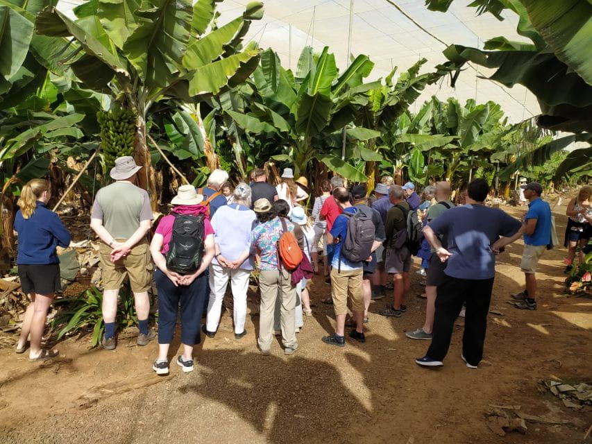 Tenerife: Finca Las Margaritas Banana Plantation Experience - Customer Reviews and Ratings