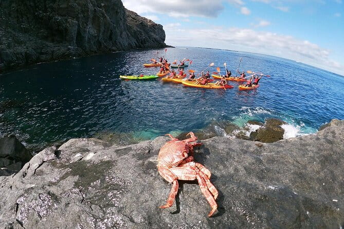 Tenerife: Guided kayak tour with snorkeling in a marine reserve - What to Expect: Day-by-Day Breakdown