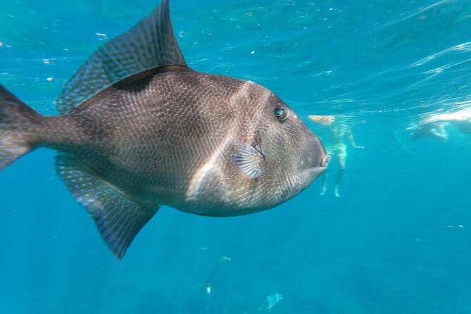 Tenerife: Guided kayak tour with snorkeling in a marine reserve - Practical Tips for Travelers