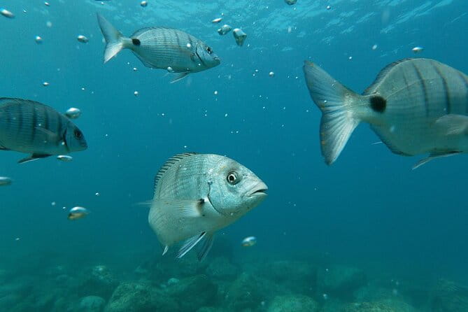 Tenerife: Guided kayak tour with snorkeling in a marine reserve - FAQ: Your Questions Answered
