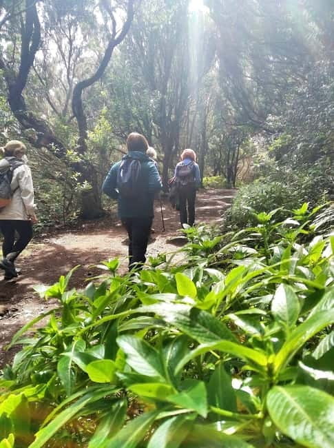 Tenerife: Guided tour guide in the Anaga Rural Park - Key points / Takeaways