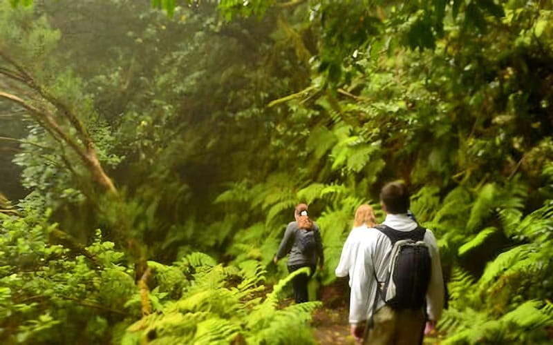 Tenerife: Guided tour guide in the Anaga Rural Park - Final Thoughts: Who Should Consider This Experience?