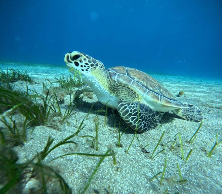 Tenerife: Half-Day Snorkeling Tour - Participant Information
