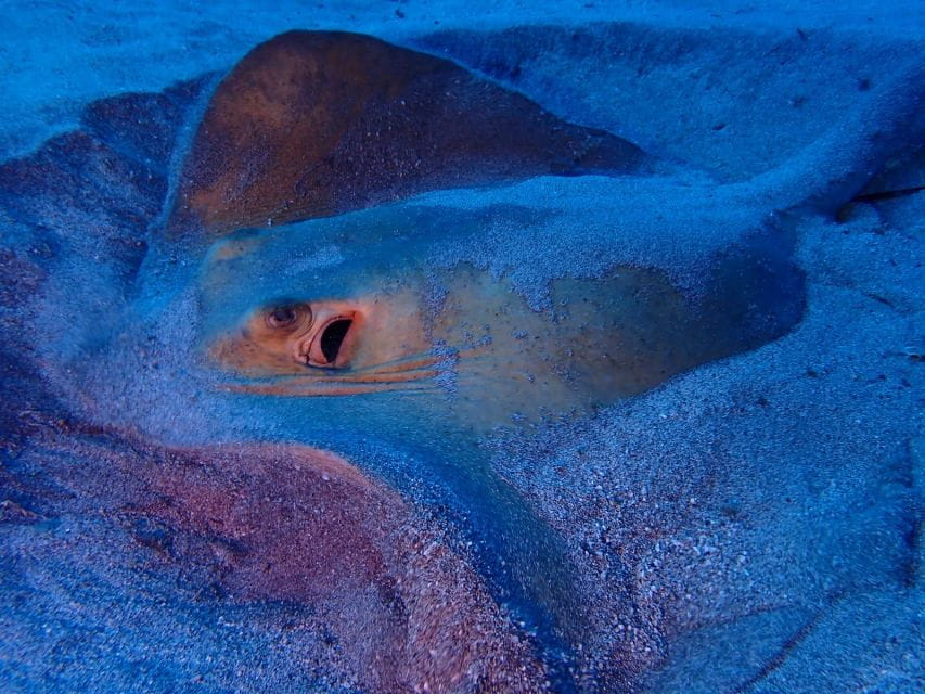 Tenerife: Half-Day Snorkeling Tour - Exploring Abades Bay