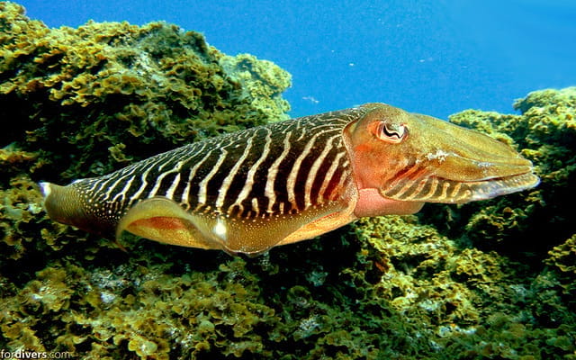 Tenerife: Half-Day Snorkeling Tour - Things To Know