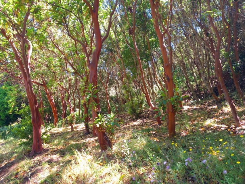 Tenerife: Hiking Above the Village of Masca - Group Size and Guide