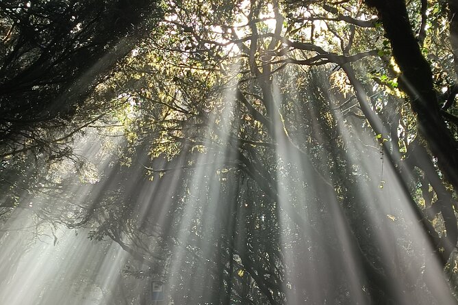Tenerife: Hiking in Anaga Mountains and Enchanted Laurel Forest - Tour Schedule and Restrictions