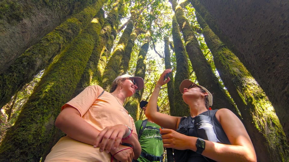 Tenerife: Hiking Tour Above Masca and Enchanted Forest - Included Features