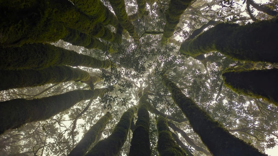 Tenerife: Hiking Tour Above Masca and Enchanted Forest - Recommendations and Preparation