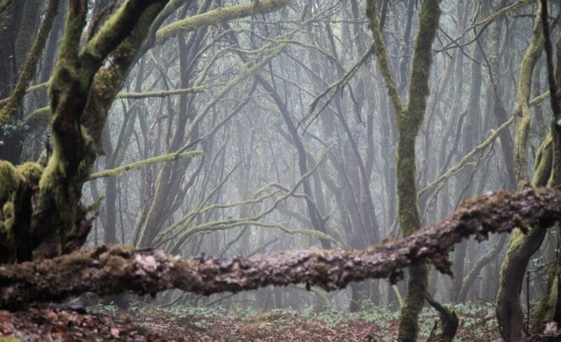 Tenerife: Hiking Tour Above Masca & Enchanted Forest - Analyzing the Cost and Overall Value