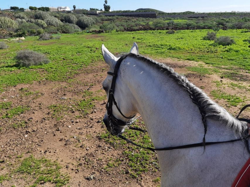 Tenerife: Horseback Ride With Instructor - Meeting Point and What to Bring