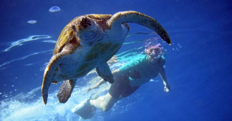 Tenerife: Kayak and Snorkel with Turtles, Wetsuits Included - Deep Dive into the Tenerife Kayak & Snorkel Adventure