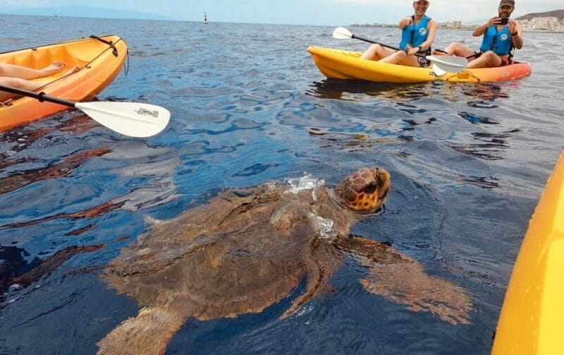 Tenerife: Kayak Safari and Sea Turtle Snorkeling with Photos - FAQ (Frequently Asked Questions)