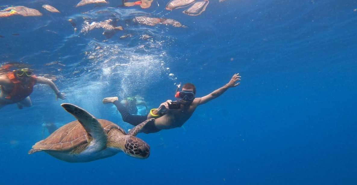Tenerife: Kayak Safari With Snorkeling in a Turtle Habitat - Detailed Itinerary