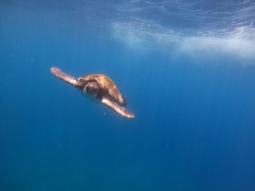 Tenerife: Kayak Safari With Snorkeling in a Turtle Habitat - Booking and Cancellation Policy