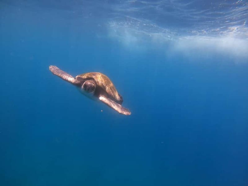 Tenerife: Kayak & Snorkel Tour with Snacks & Sea Life Safari - Why This Tour Stands Out