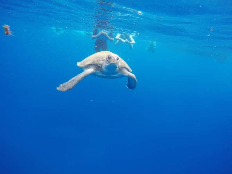 Tenerife: Kayak & Snorkel with Turtles & Dolphins w/Photos - Who Will Love This Tour?