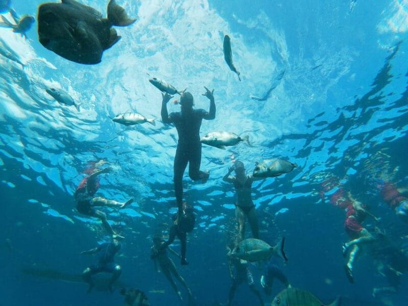 Tenerife: Kayak & Snorkeling, Marine Fauna Watching - What to Expect During the Tour