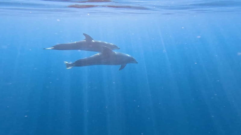 Tenerife: Kayak & Snorkeling Tour - Small Groups - FAQ